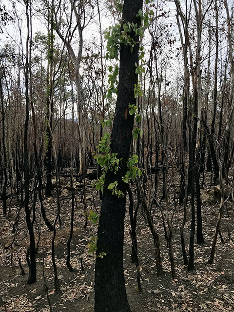 New Life After Bushfires, Australia